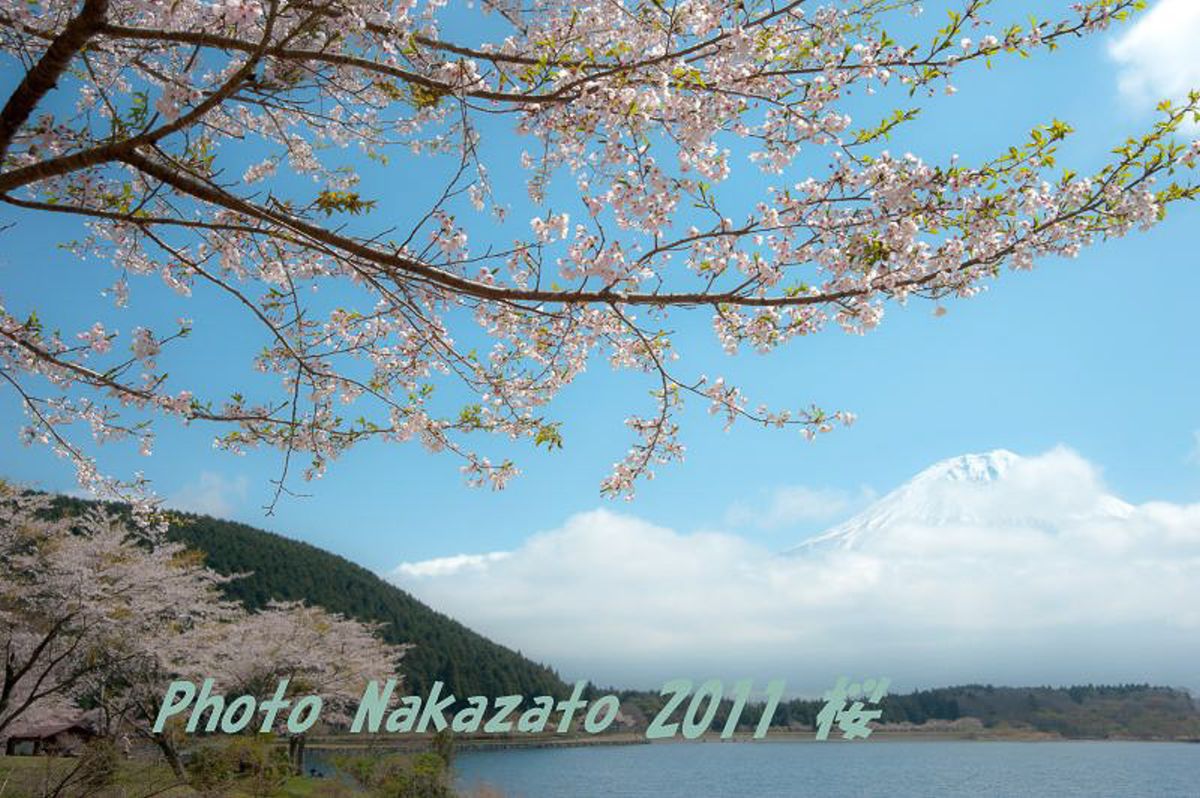 田貫湖の桜